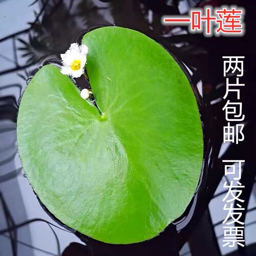 水培池塘一叶莲四季水生植物