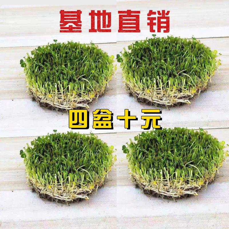 铜钱草四季水培招财绿植吸甲醛