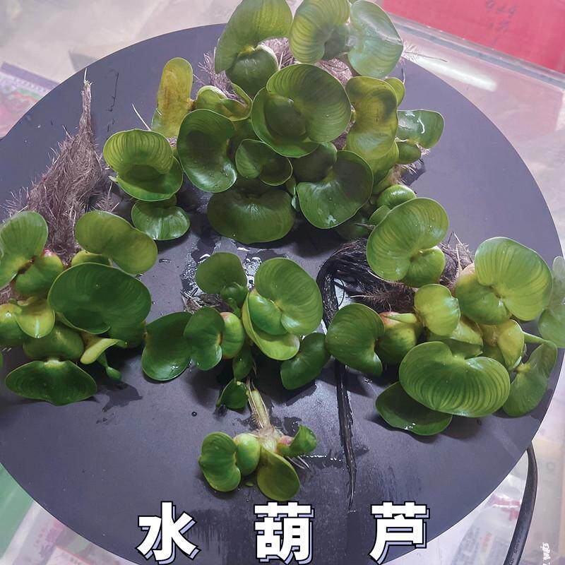水葫芦水芙蓉圆心萍养鱼缸