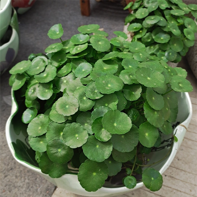 铜钱草大叶水培土培观叶招财盆栽客厅庭院金钱四季青绿植净化空气,鲜花速递/花卉仿真/绿植园艺,绿植,淘宝优惠券,粉丝福利购,淘宝优惠卷