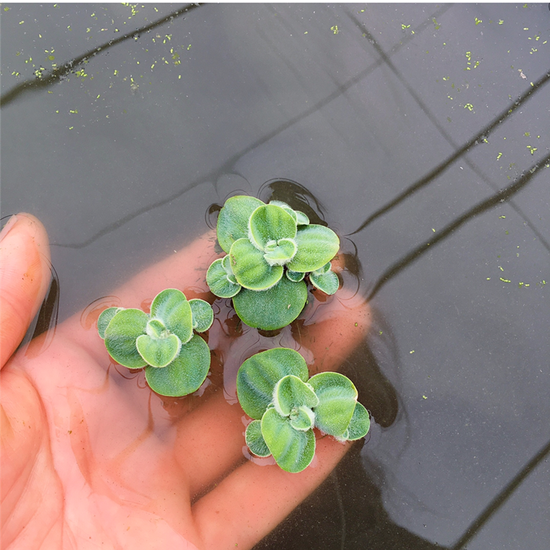 迷你水芙蓉水葫芦浮萍水草水生花卉养鱼虾池塘造景净化水质