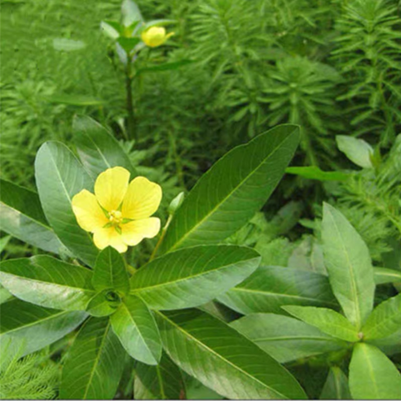 绿色水花生黄花水龙漂浮性活体水培植物池塘净化水质虾蟹养殖花卉
