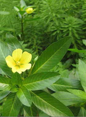绿色水花生黄花水龙漂浮性活体水培植物池塘净化水质虾蟹养殖花卉