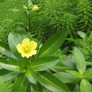 绿色水花生黄花水龙漂浮性活体水培植物池塘净化水质虾蟹养殖花卉