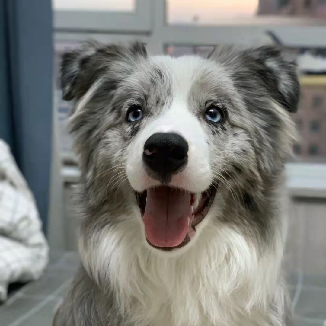 【成都犬舍】边牧幼犬纯种边境牧羊犬蓝黑白陨石金色宠物狗狗活物