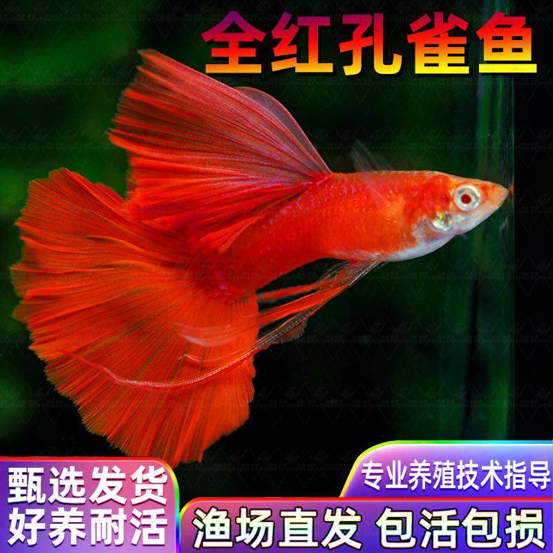 美国全红孔雀鱼热带鱼小型纯种观赏鱼孔雀鱼凤尾鱼孔雀胎生易繁殖