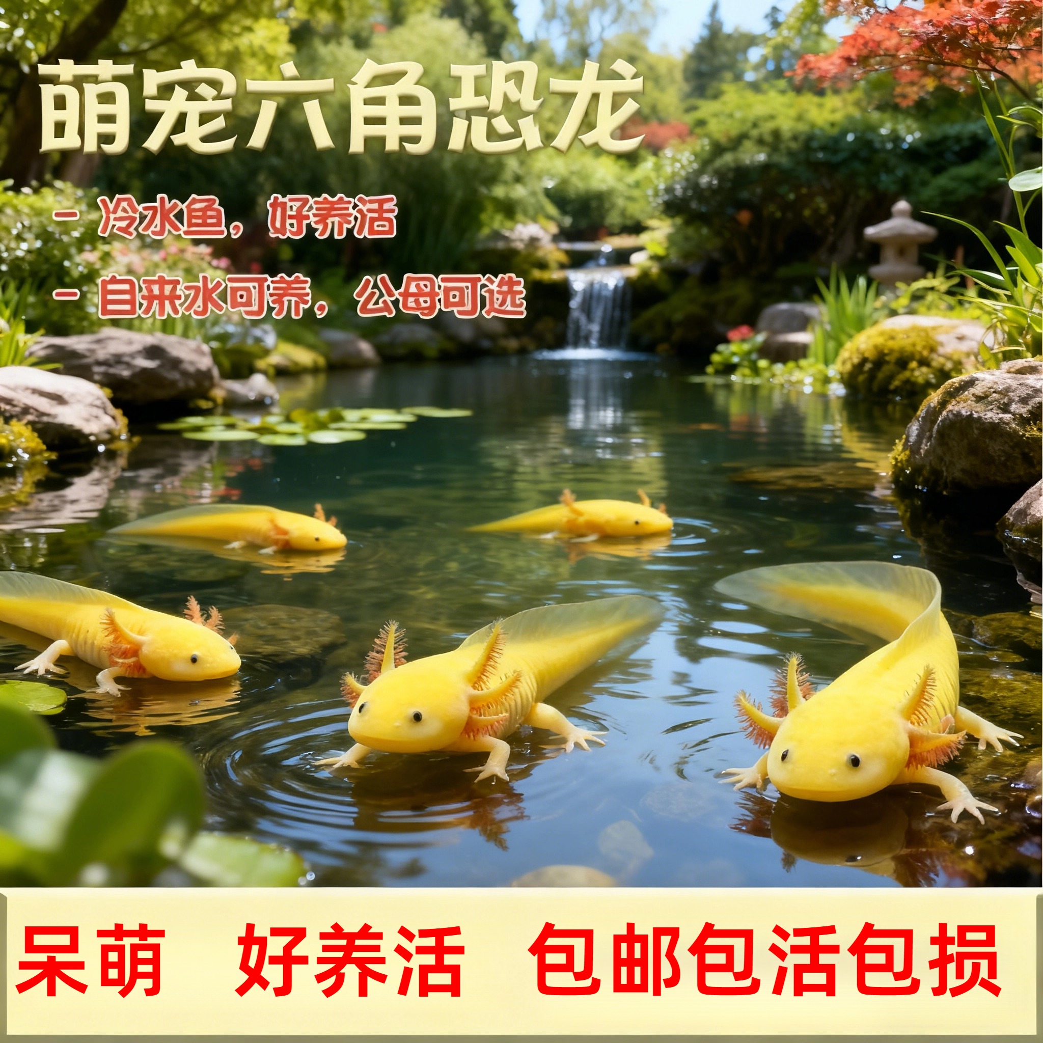 六角恐龙蝾螈龙鱼淡水鱼观赏鱼宠物金鱼活物好养活鱼冷水懒人可养