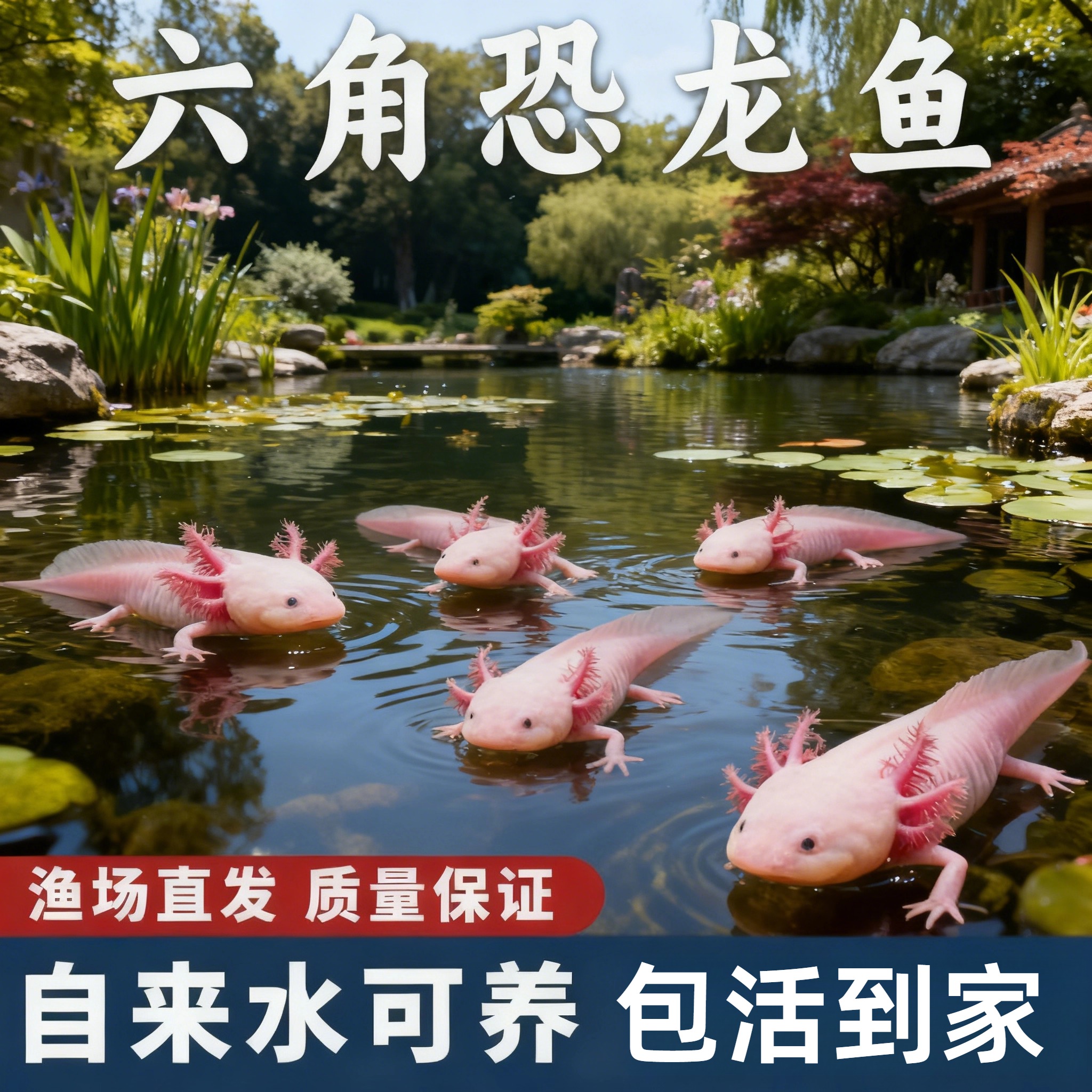 六角恐龙鱼观赏鱼网红宠物蝾螈冷水鱼好养耐活无需打氧自来水可养