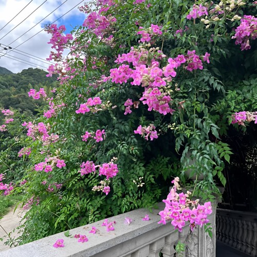 非洲凌霄花爬藤爬墙粉色凌霄耐寒