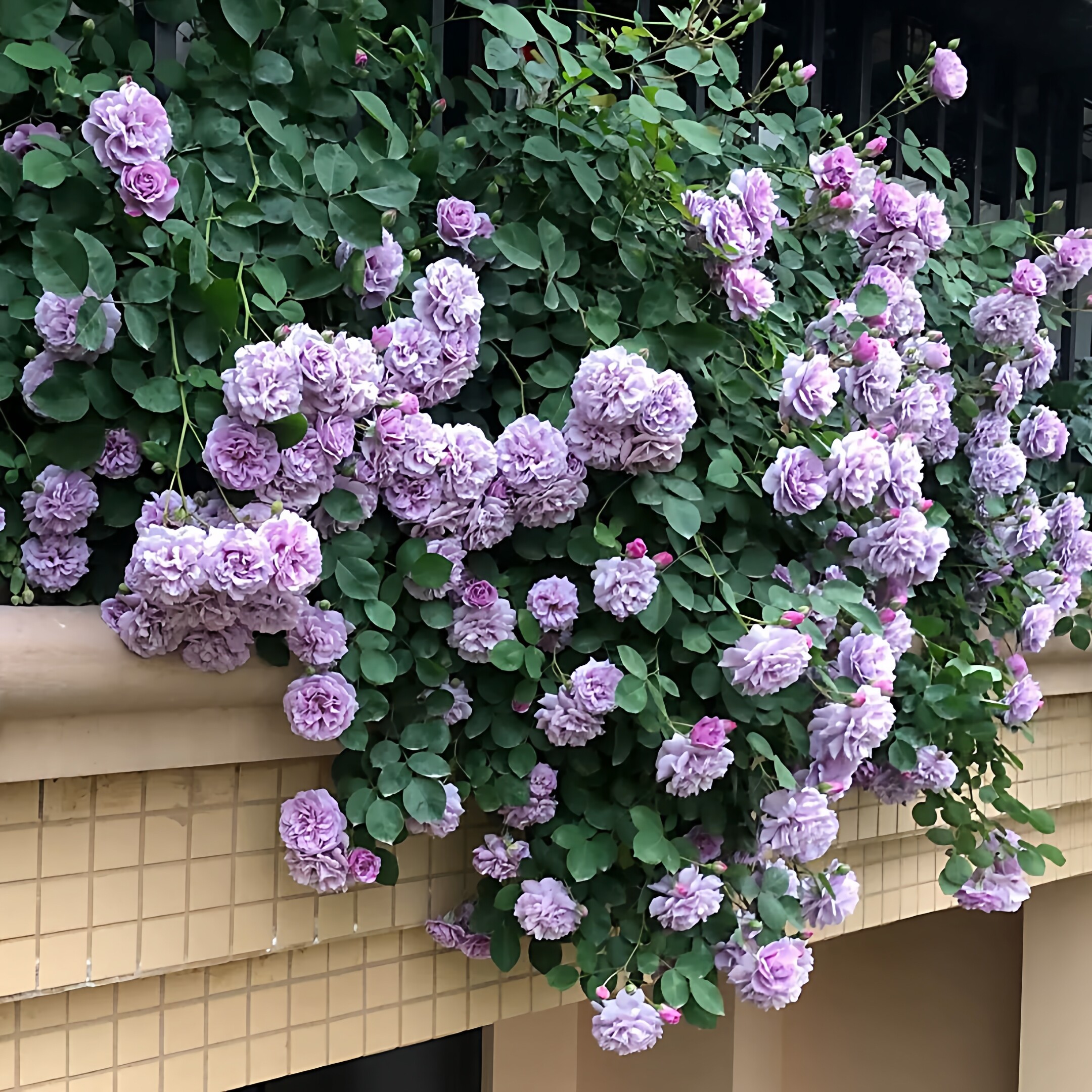 蓝色阴雨藤本月季花大苗阳台庭院爬藤花卉植物浓香四季玫瑰蔷薇花