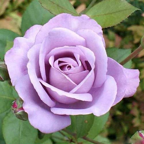 大花浓香玫瑰花蓝丝带月季花大苗