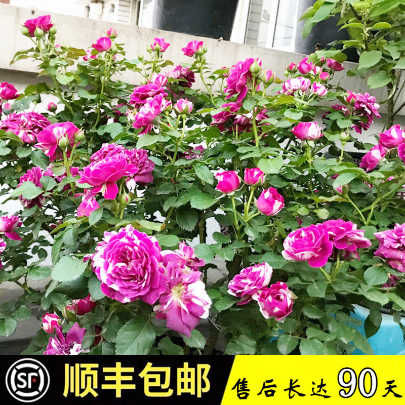 芬芳宝石月季大苗多季开浓香盆栽带花阳台花苗玫瑰大花庭院勤花苗