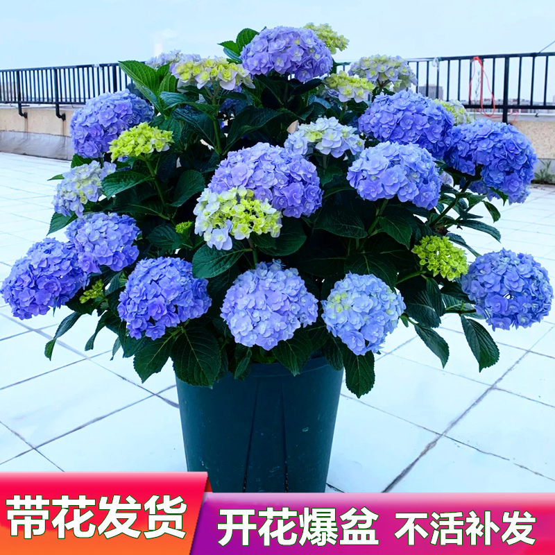 无尽夏绣球花苗带花苞盆栽大苗四季多年生花卉栽庭院阳台花好养活