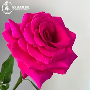 花四季 弗罗伊德月季 浓香灌木大花苗阳台盆栽庭院地栽切花玫瑰欧月