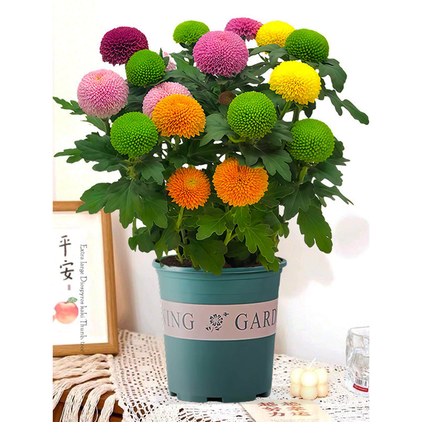 混色乒乓菊盆栽球形菊花苗带花室内外耐热花卉阳台庭院鲜花绿植物