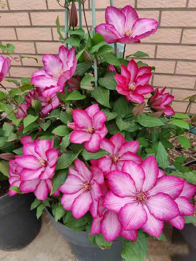 解放自由铁线莲花苗盆栽大花早花组阳台庭院花墙攀爬藤本花卉植物