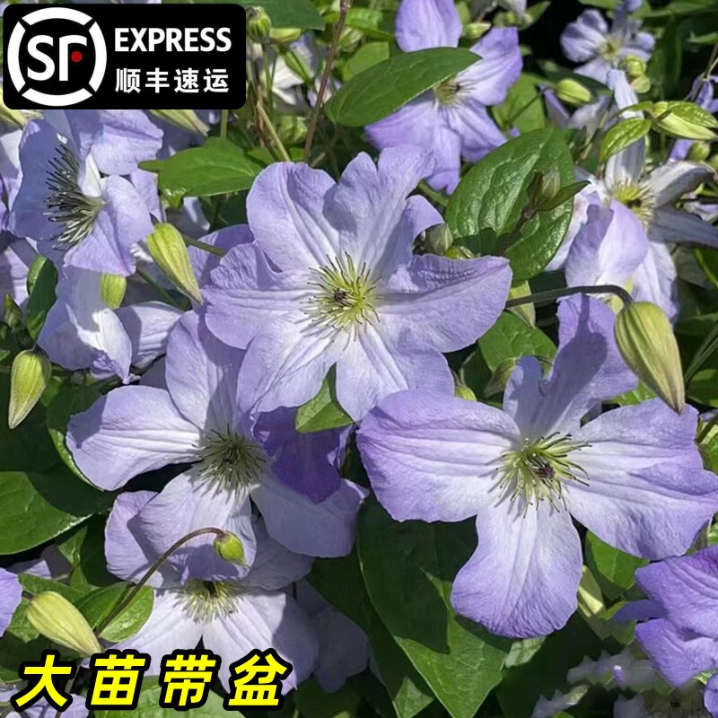 海风铁线莲大苗无刺爬藤植物蓝色重瓣大花攀爬庭院耐寒爬墙花盆栽
