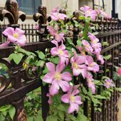 包查德女伯爵铁线莲盆栽爬藤植物大苗单瓣藤本花卉耐热爬墙花无刺