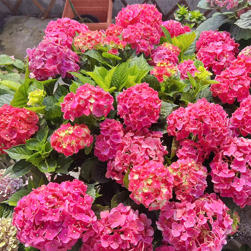 玫红妈妈绣球花苗无尽夏盆栽大苗多年生花卉盆栽庭院阳台花好养活,鲜花速递/花卉仿真/绿植园艺,绣球/木绣球/木本植物,淘宝优惠券,粉丝福利购,淘宝优惠卷