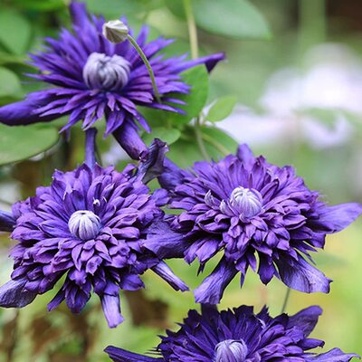 爬墙花卉九重铁线莲花苗爬藤植物