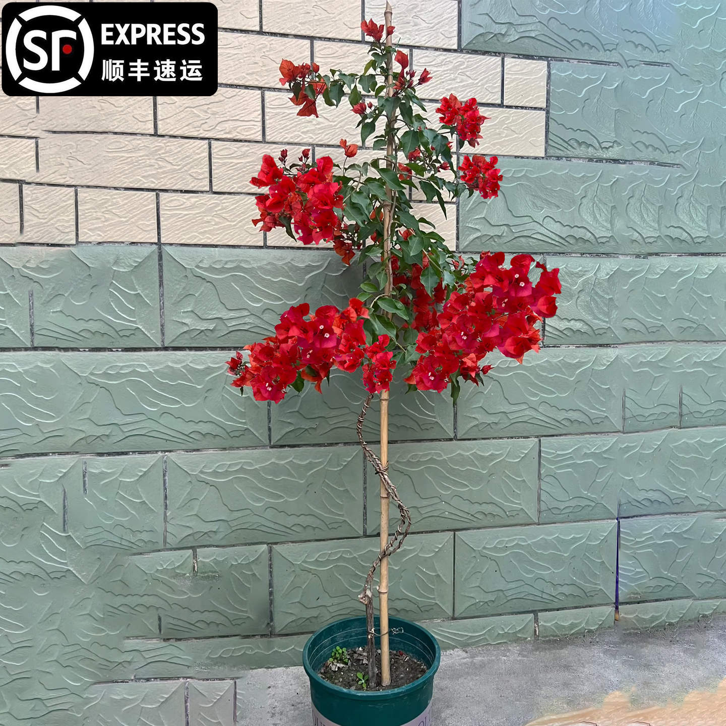 三角梅中国红高飘爬藤大苗原生