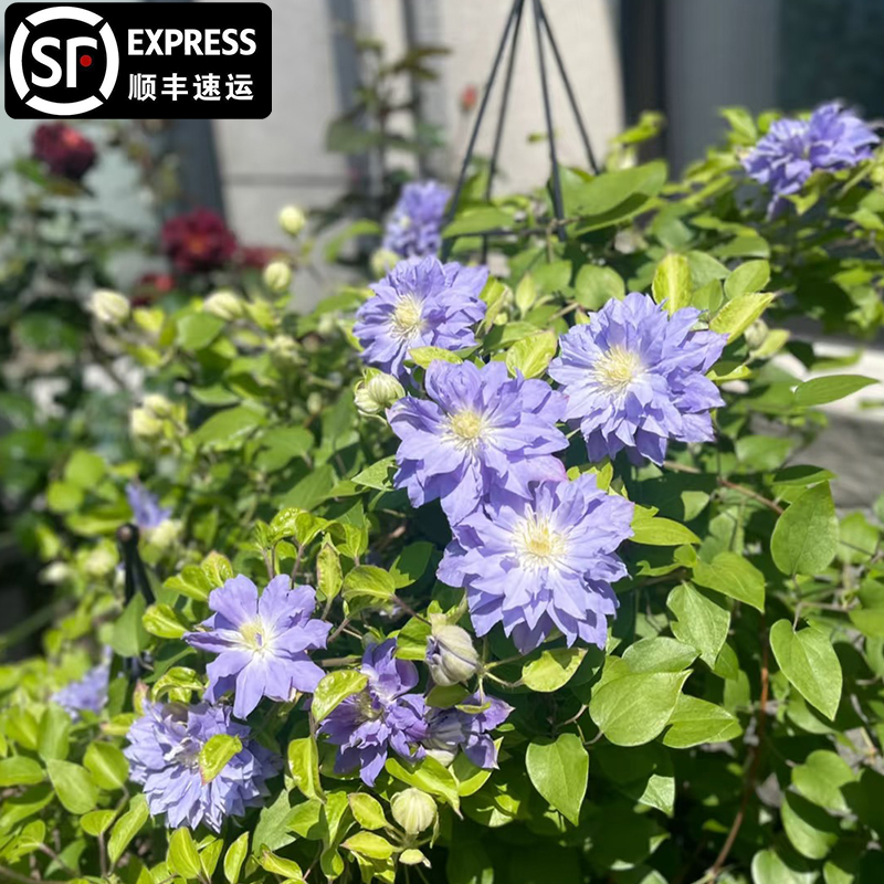 蔚蓝绒球铁线莲大苗爬藤植物白色大花攀爬庭院耐寒植物爬墙花盆栽