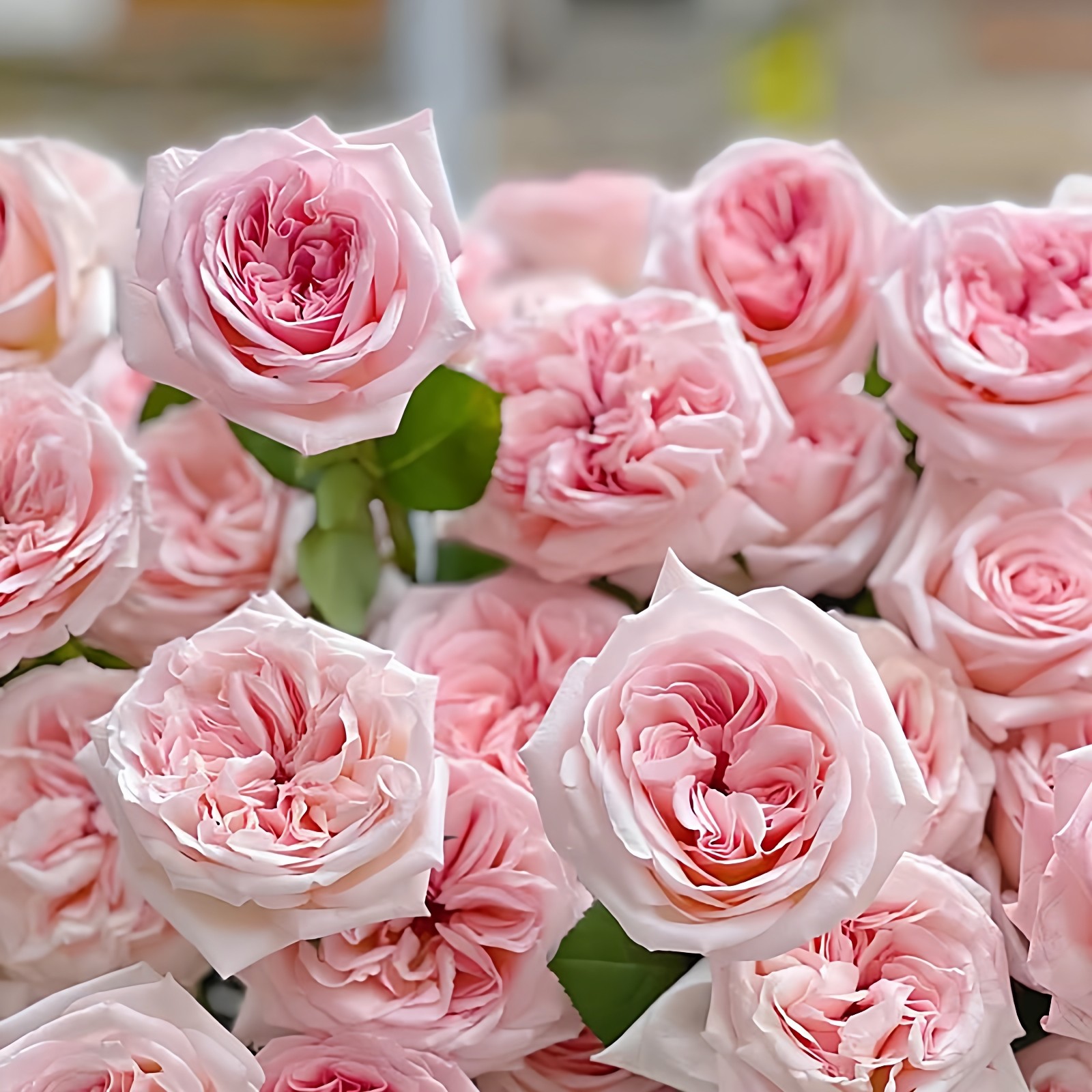 粉荔枝月季花苗切花玫瑰花多头大花粉色果汁阳台盆栽庭院地栽欧月,鲜花速递/花卉仿真/绿植园艺,月季/蔷薇/玫瑰,淘宝优惠券,粉丝福利购,淘宝优惠卷