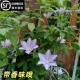卡帝米亚铁线莲大苗爬藤植物紫蓝色大花攀爬庭院耐寒爬墙花卉盆栽