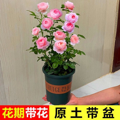 月季花苗果汁阳台四季大花浓香