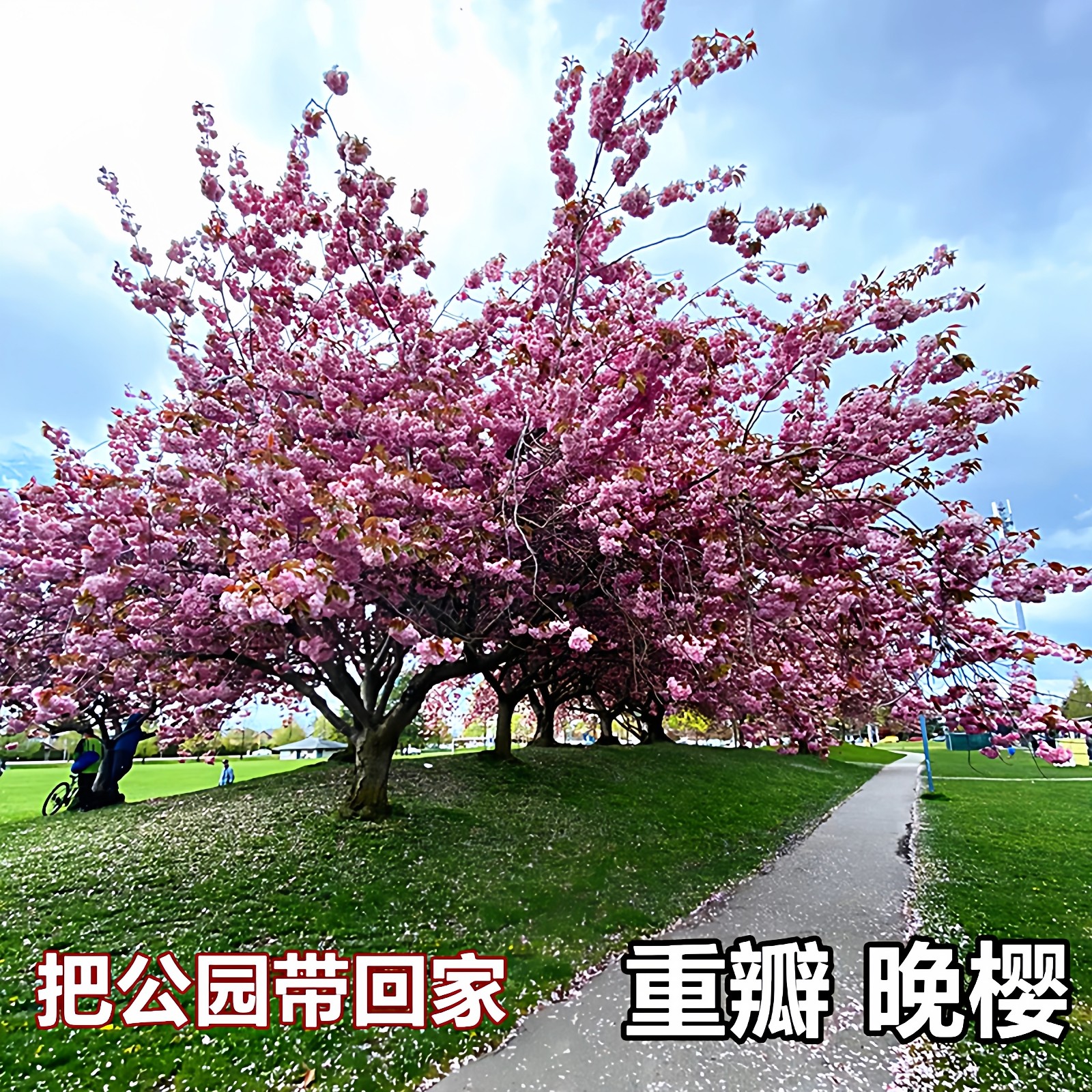 重瓣樱花树苗高杆阳台盆栽庭院耐寒大型绿化风景树嫁接日本晚樱花