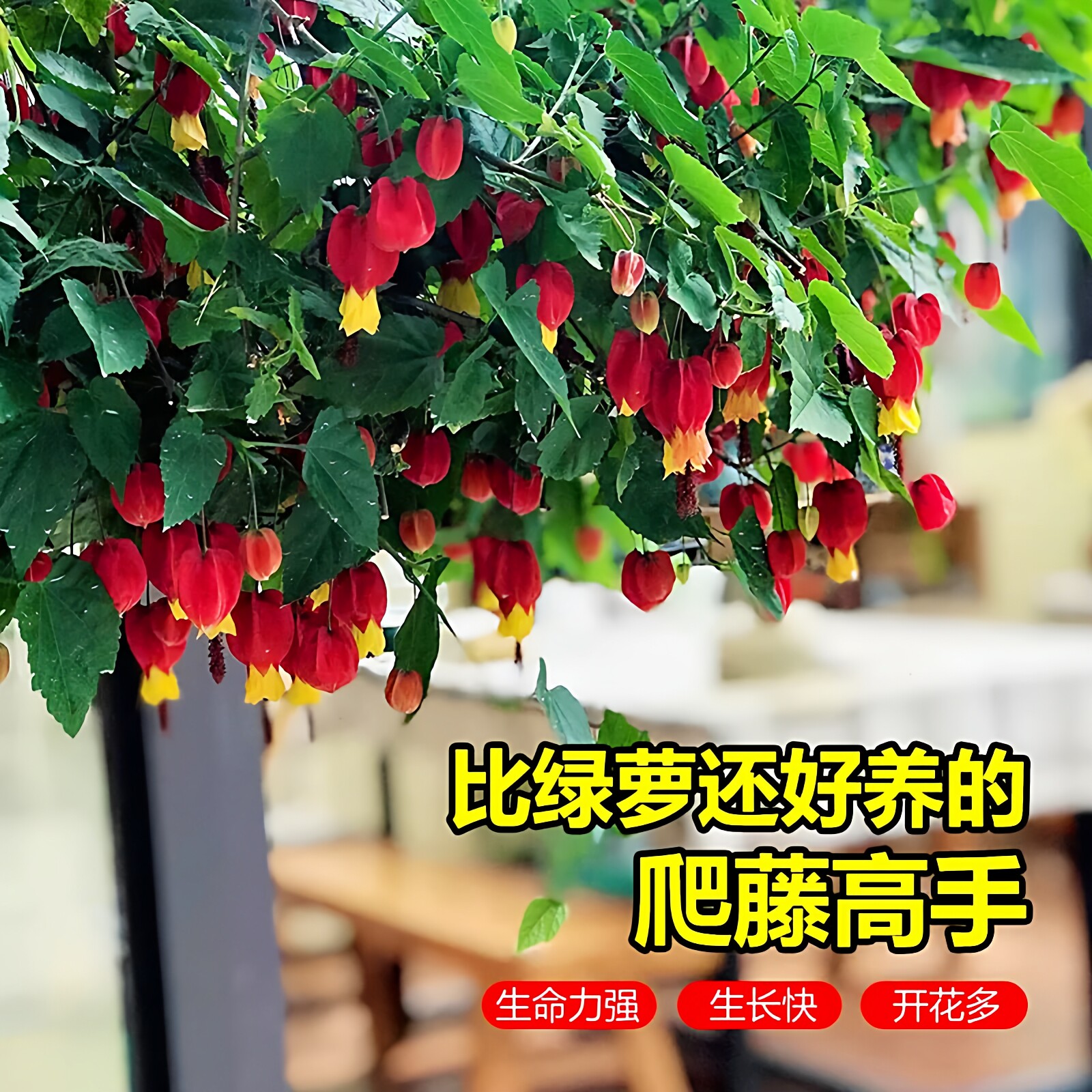 灯笼花盆栽树苗爬藤植物室内外阳台倒挂金钟攀援花卉树苗好养易活