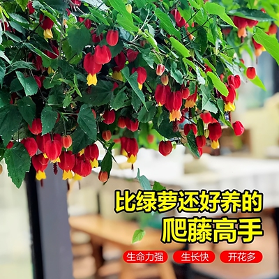 灯笼花盆栽树苗爬藤倒挂金钟攀援