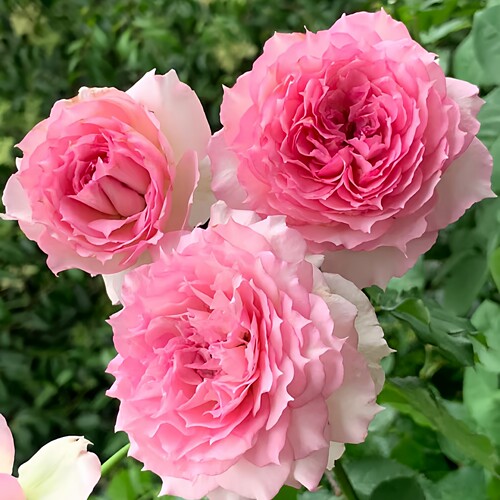 粉天方月季花苗灌木切花玫瑰四季