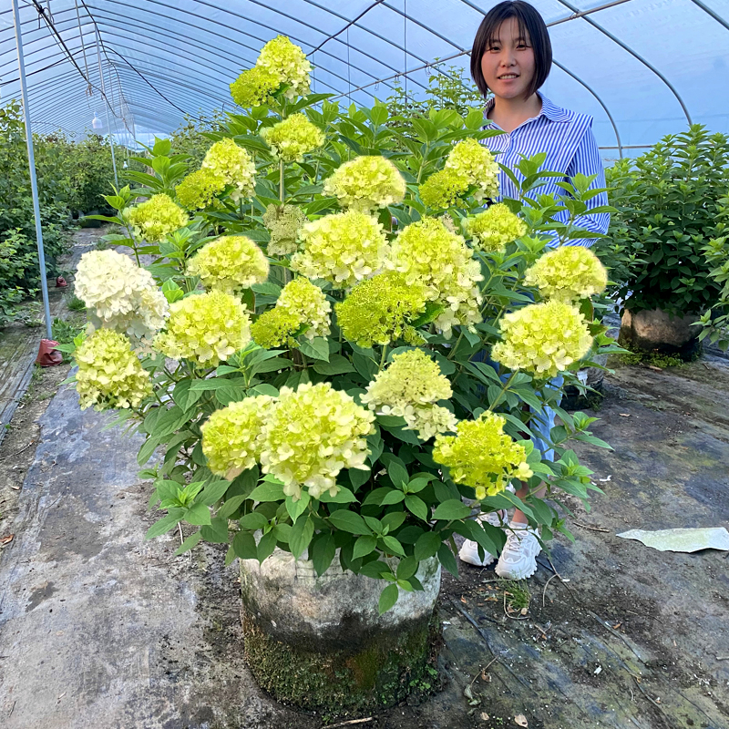 圆锥绣球花苗香草草莓盆栽石灰灯