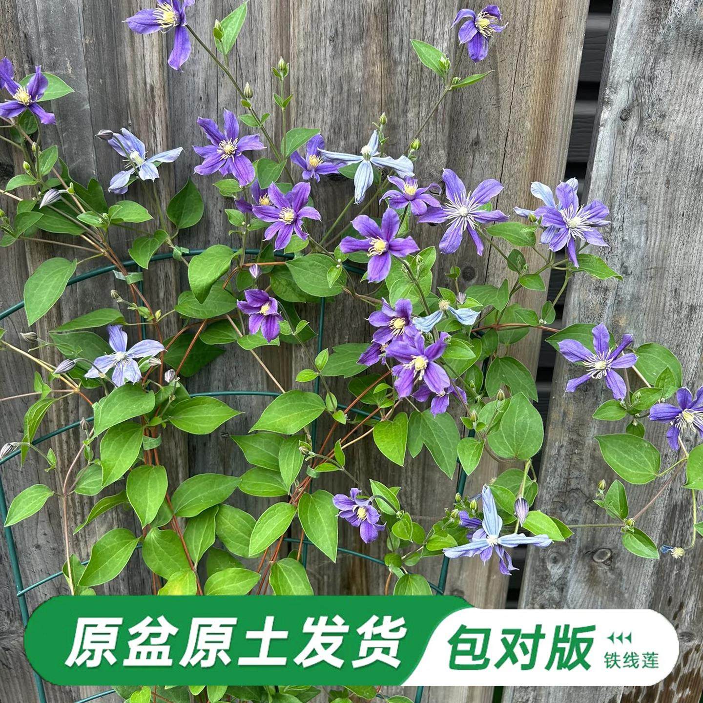 阿拉贝拉铁线莲大苗爬藤单瓣四季无刺攀爬庭院耐寒爬墙花蓝色垂吊,鲜花速递/花卉仿真/绿植园艺,绣球/木绣球/木本植物,淘宝优惠券,粉丝福利购,淘宝优惠卷