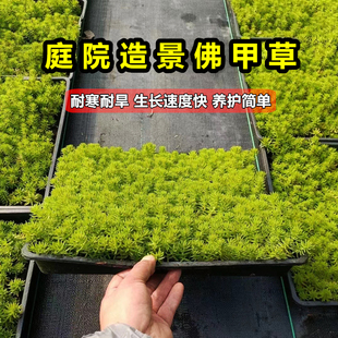佛甲草苗黄金金叶佛甲草草皮过路黄姬岩垂草中华景天耐寒地被植物