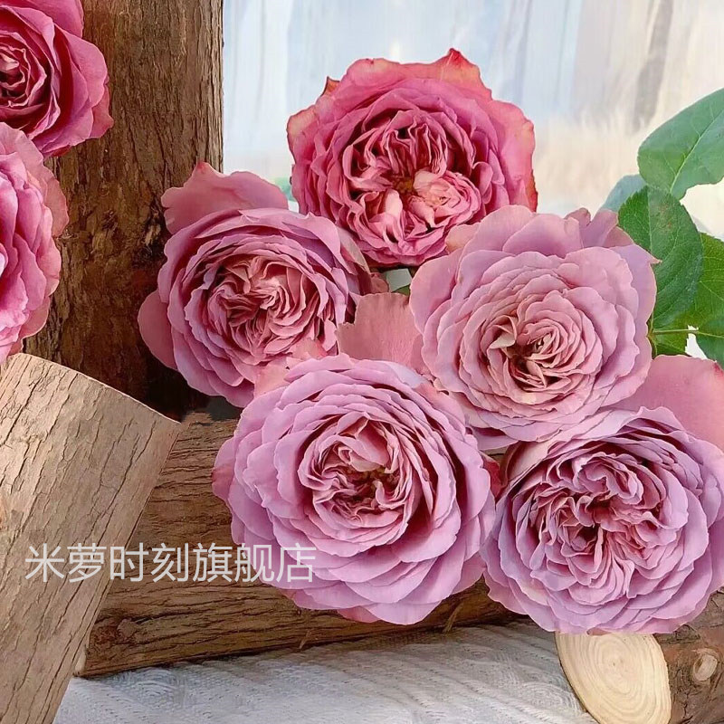 法尔索月季纺粉色花苗大花多季盆栽阳台玫瑰庭院花卉勤花蔷薇植物