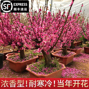 红梅盆栽老桩绿梅盆景耐寒植物绿萼梅花地栽浓香花卉室内原生红梅