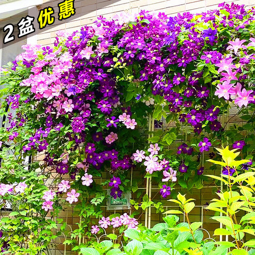 铁线莲无刺爬藤植物庭院阳台盆栽