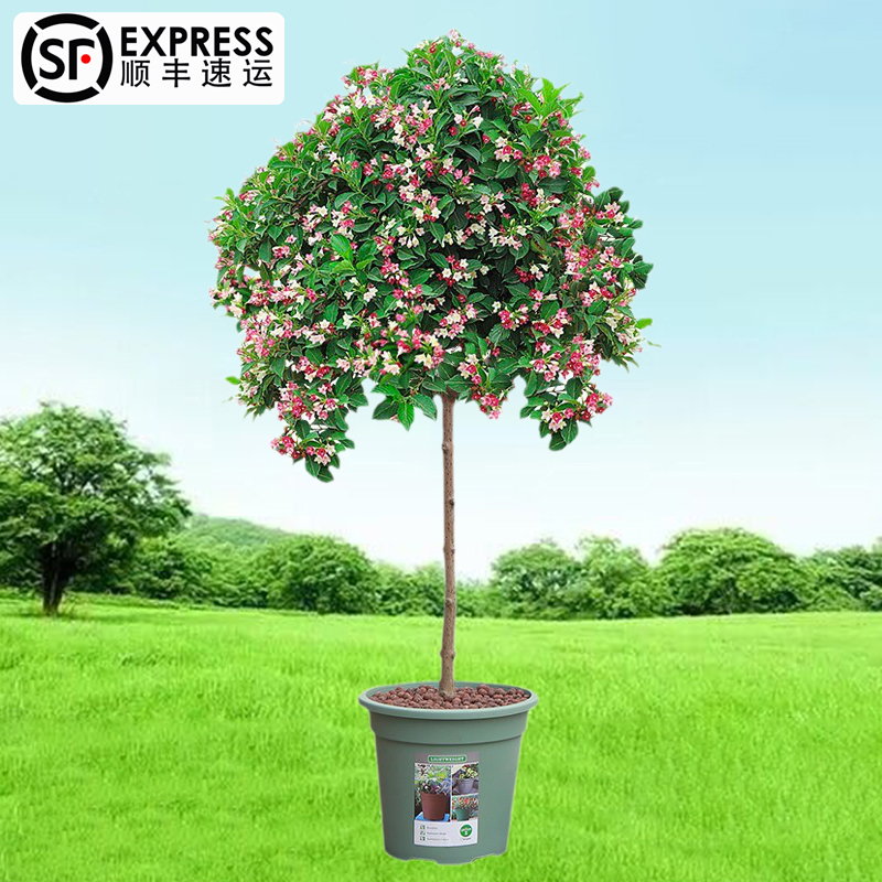 五彩锦带树苗王子锦带别墅高杆树