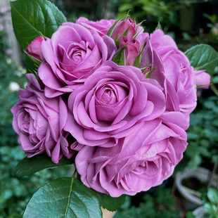 花苗微月大花多季 水星王阳台月季 盆栽阳台蓝紫色玫瑰庭院勤花灌木