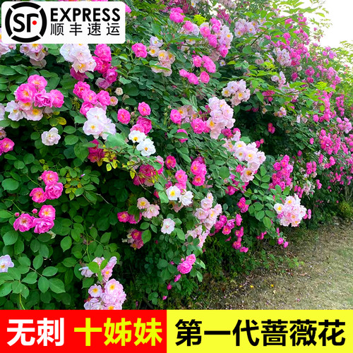 无刺藤本庭院爬藤蔷薇花苗藤本花