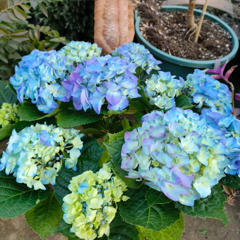 拉维布兰绣球花无尽夏盆栽大苗多年生花卉盆栽庭院阳台红花好养活