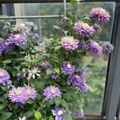 魔法喷泉铁线莲盆栽爬藤攀援花卉大苗庭院四季 开花卉好养重瓣阳台