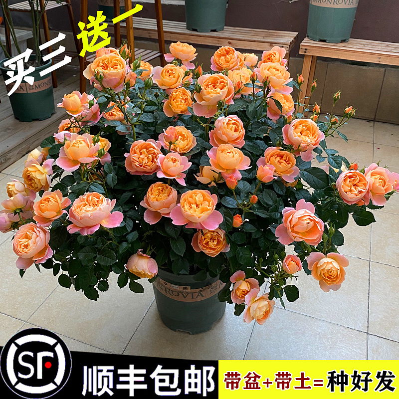 果汁阳台玫瑰花带花苞灌木四季开