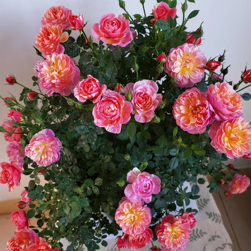 躲躲藏藏月季花苗大苗四季盆栽