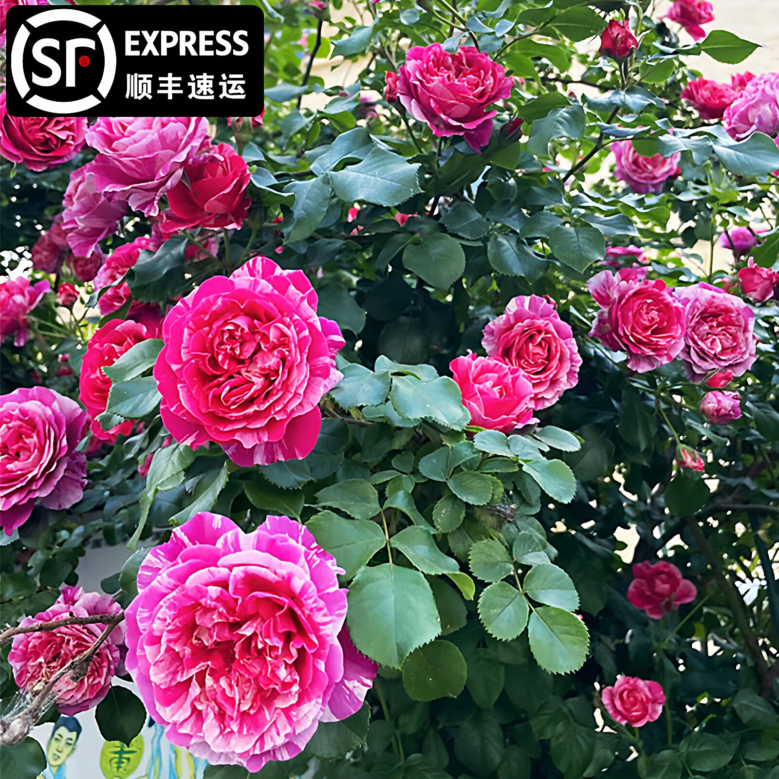 伊蕾莎斯特蔷薇花藤本月季花苗大花浓香庭院爬藤月季大苗庭院植物