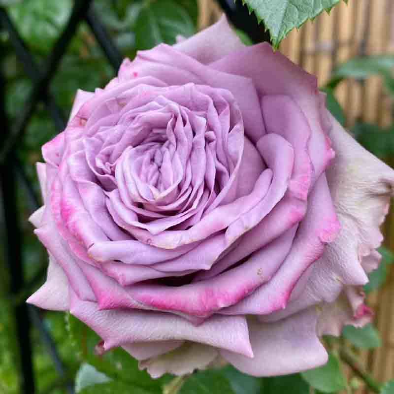 多姿桃灌木月季花大苗大花浓香四季玫瑰阳台庭院绿植花卉盆栽植物,鲜花速递/花卉仿真/绿植园艺,月季/蔷薇/玫瑰,淘宝优惠券,粉丝福利购,淘宝优惠卷