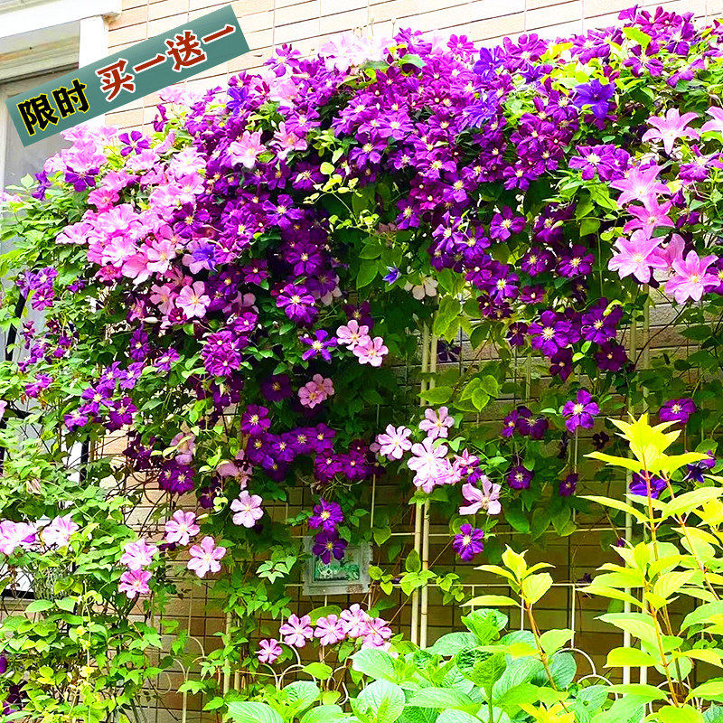 铁线莲爬藤植物多季重瓣大花攀爬耐寒庭院爬墙花卉阳台盆栽带花苞