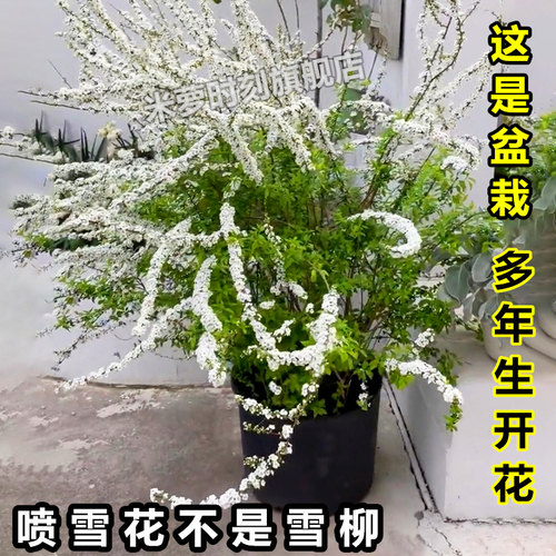 喷雪花盆栽雪柳干枝垂吊多年生花